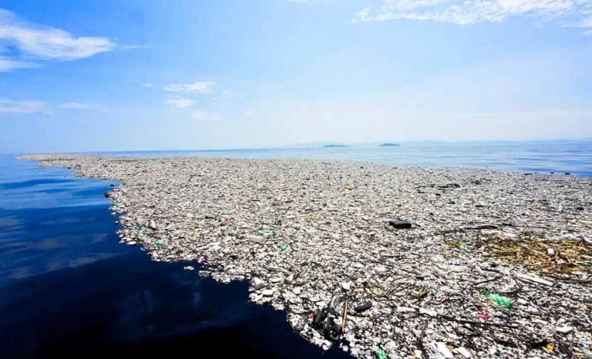 Pacific Garbage Patch Now Hosts Thriving Marine Life - Image 2