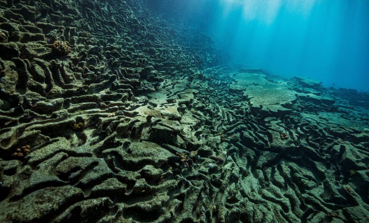 Underwater robotic camera capturing giant skate eggs on volcanic seafloor with hydrothermal vents