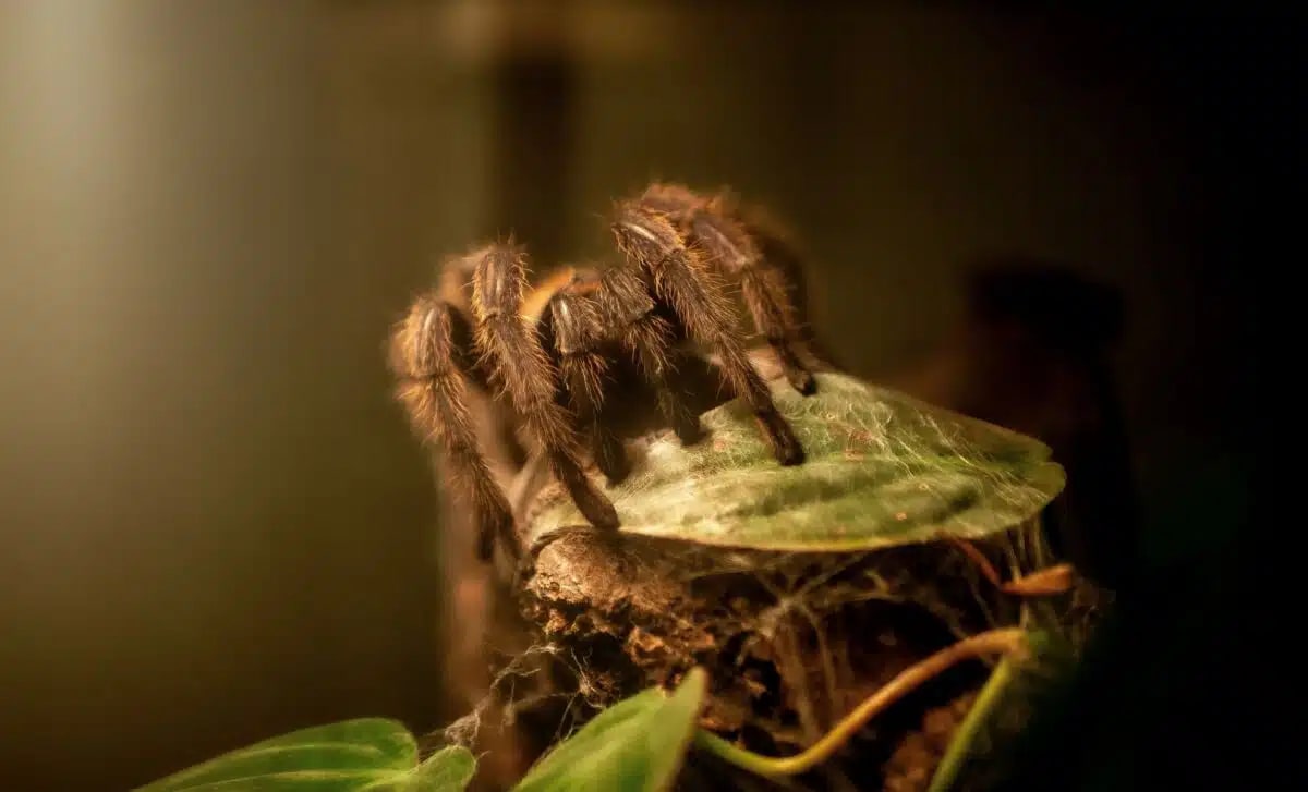 Scientists Find Hissing Tarantula With Record-Breaking Palps - Image 2