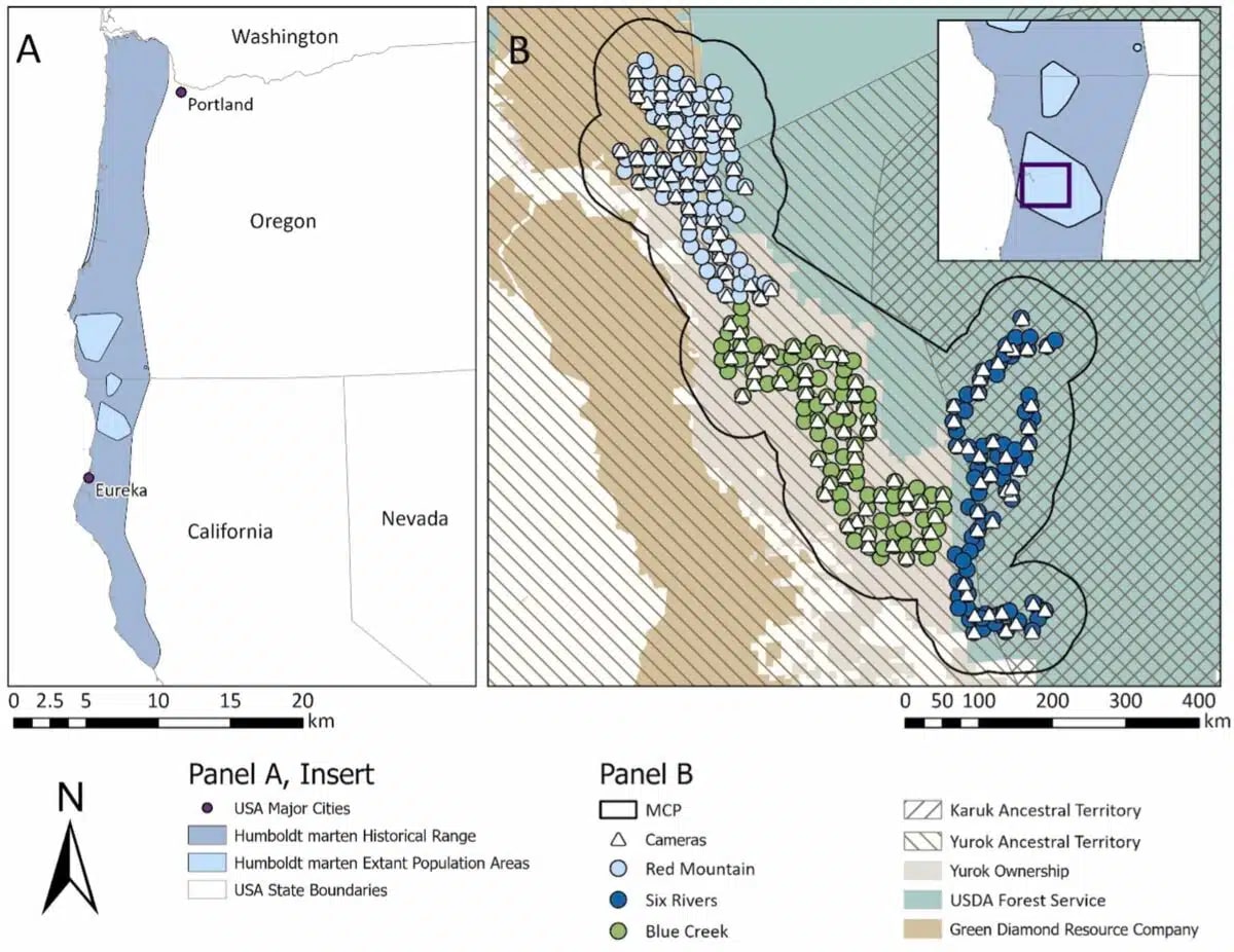 Coastal Martens Return: Once-Extinct Species Alive in CA - Image 3