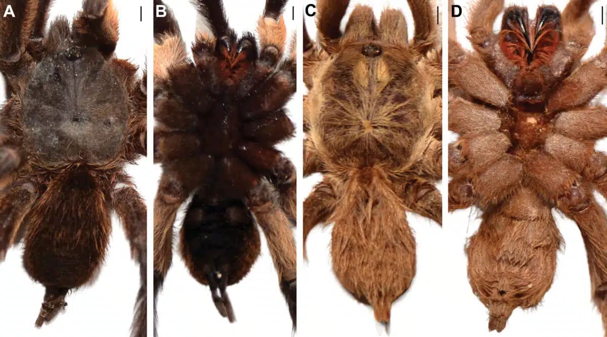 Scientists Find Hissing Tarantula With Record-Breaking Palps - Image 4