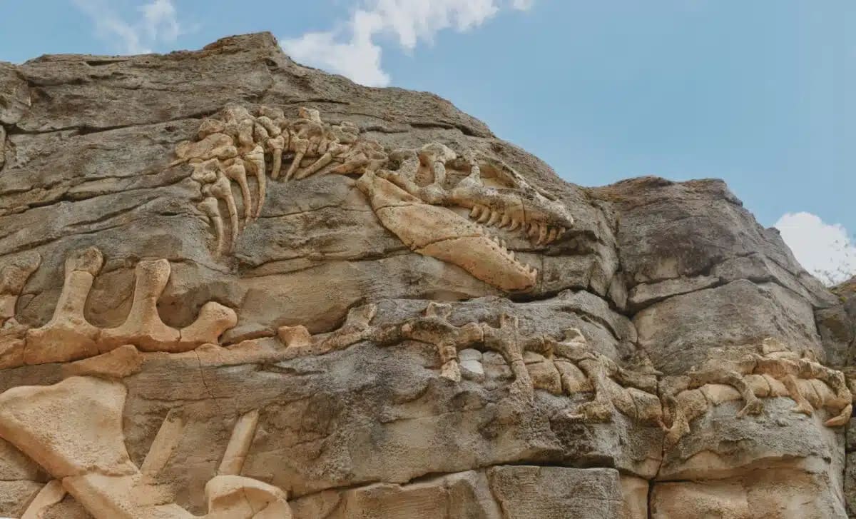 92-Foot Dinosaur Found at China Construction Site - Image 2