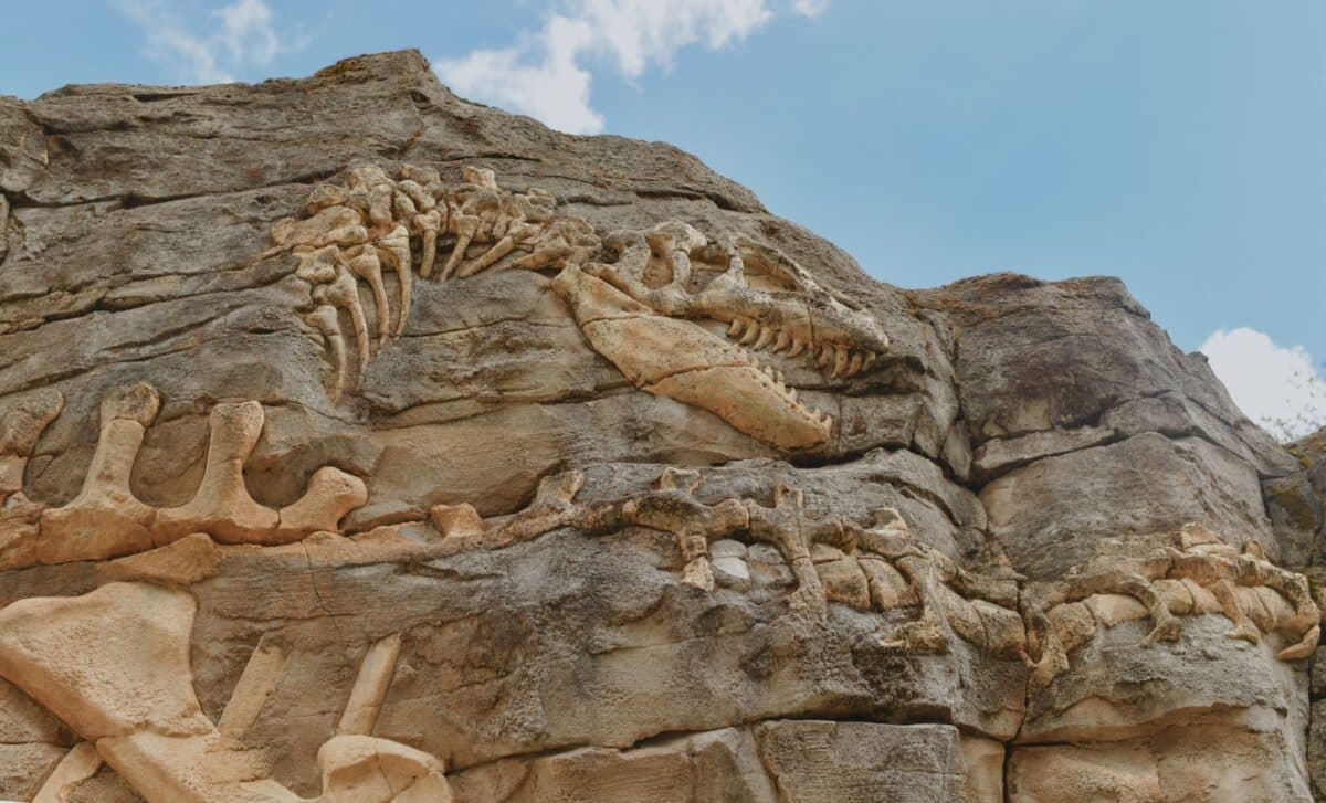 92-Foot Dinosaur Found at China Construction Site