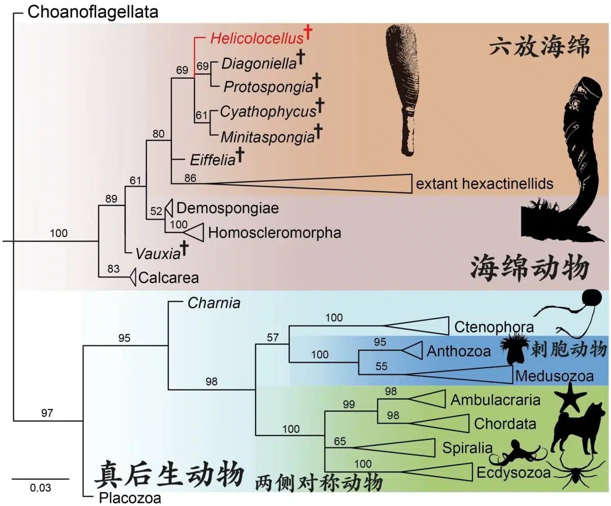 550-Million-Year-Old Sponge Solves Ancient Mystery - Image 3
