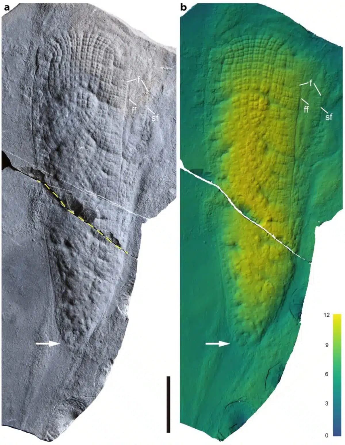 550-Million-Year-Old Sponge Solves Ancient Mystery - Image 5