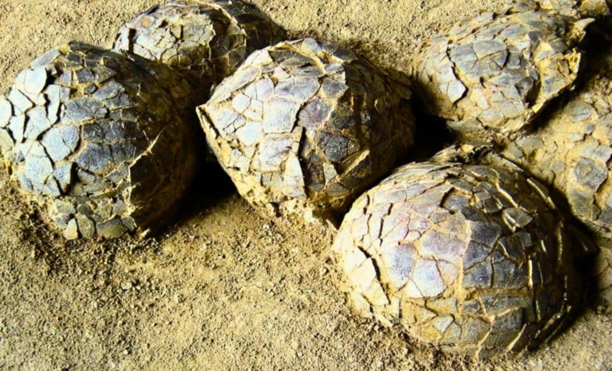 Ancient dinosaur eggs partially exposed in clay at French excavation site