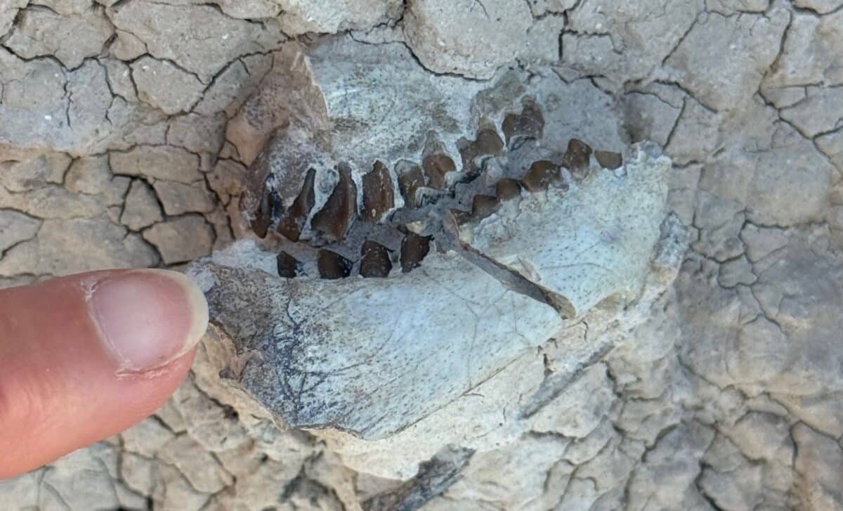 Hiker Finds 16-Million-Year-Old Teeth in South Dakota