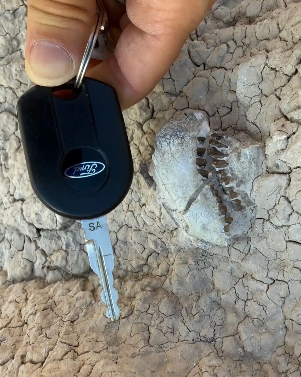 Hiker Finds 16-Million-Year-Old Teeth in South Dakota - Image 4