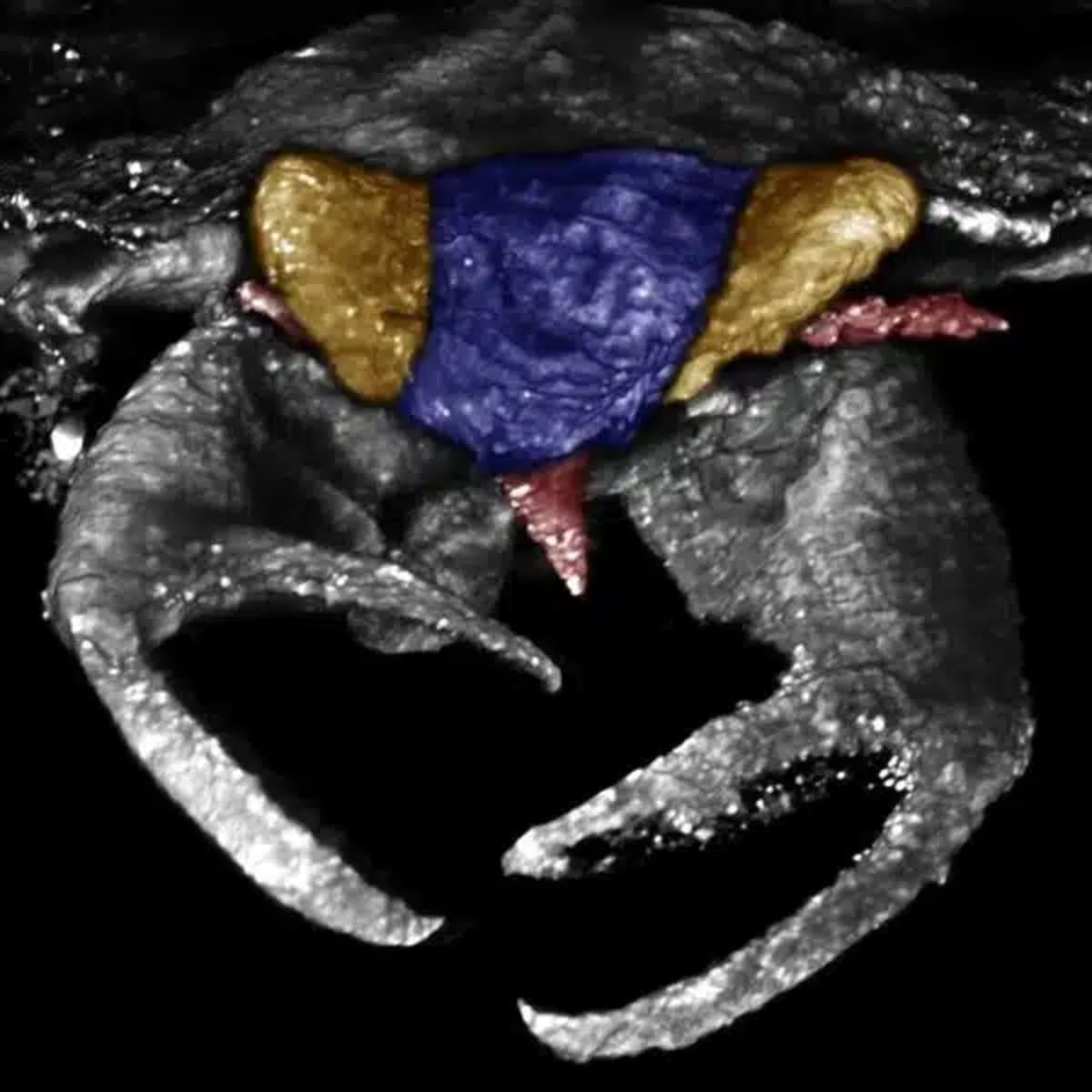 100-Million-Year-Old Bug Found With Crab-Like Claws - Image 3