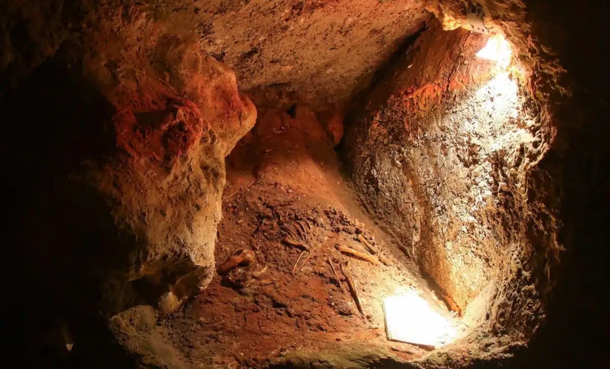 Scientists Find Lost Koala Species in Australian Caves - Image 2