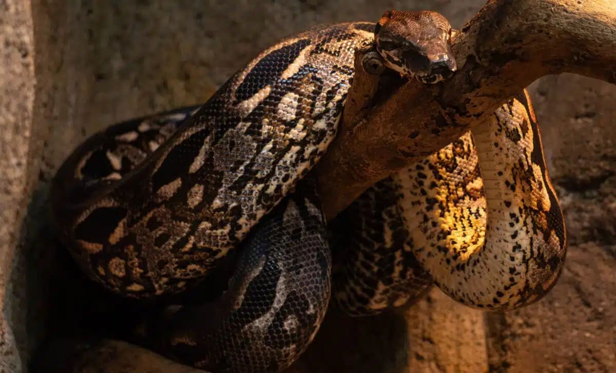 Giant 15-Meter Snake Fossil Found in India Coal Mine - Image 2