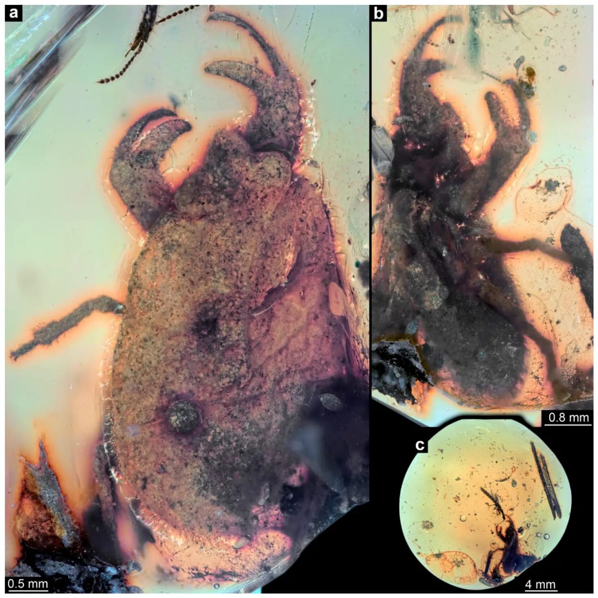 100-Million-Year-Old Bug Found With Crab-Like Claws - Image 4