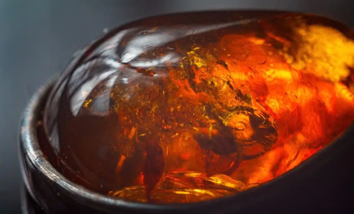 100-Million-Year-Old Bug Found With Crab-Like Claws - Image 2