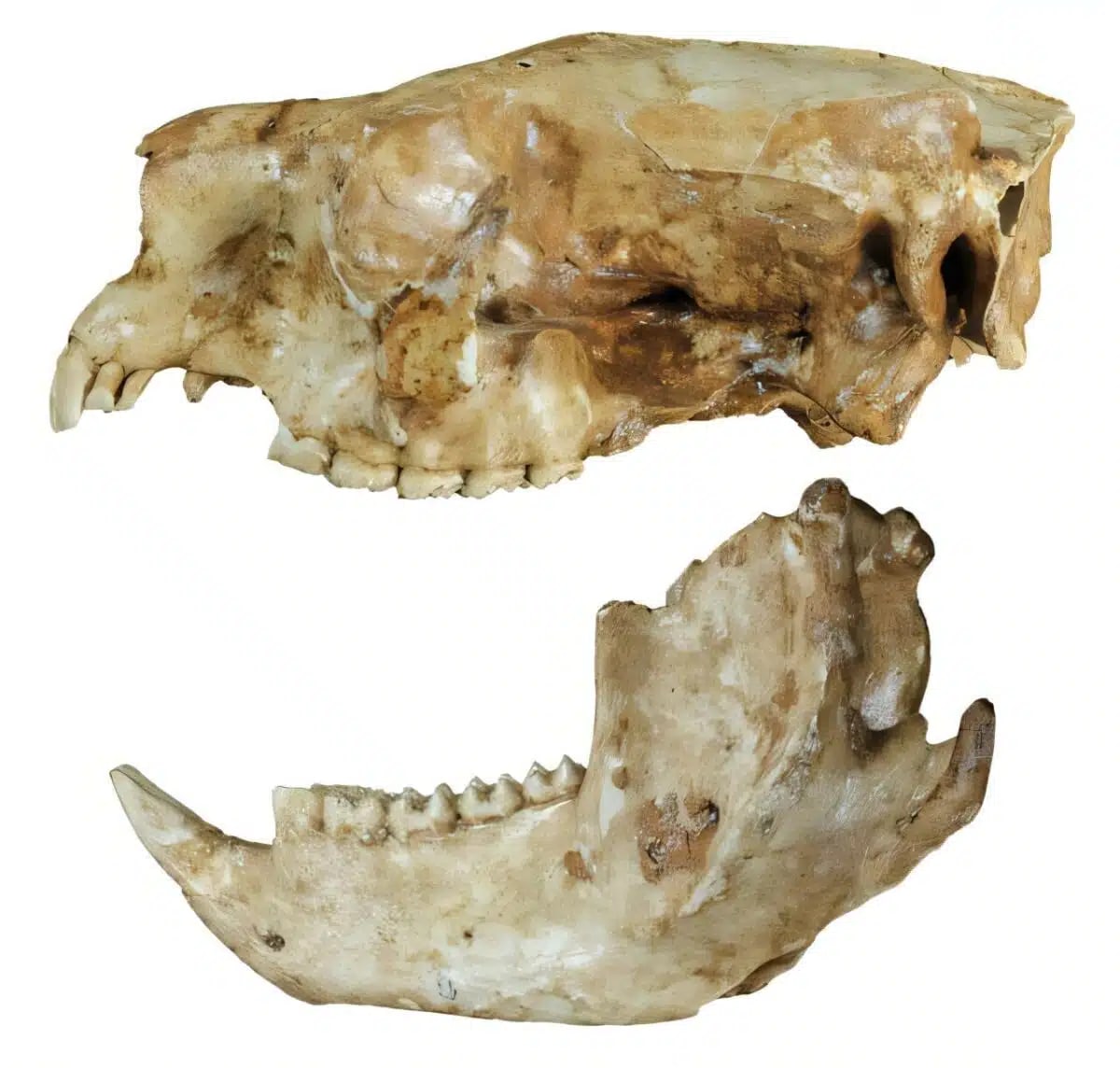 Scientists Find Lost Koala Species in Australian Caves - Image 4