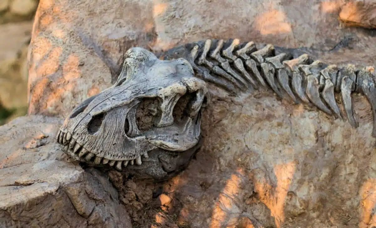 Dinosaurs Chirped Like Birds, Chinese Fossil Reveals - Image 2