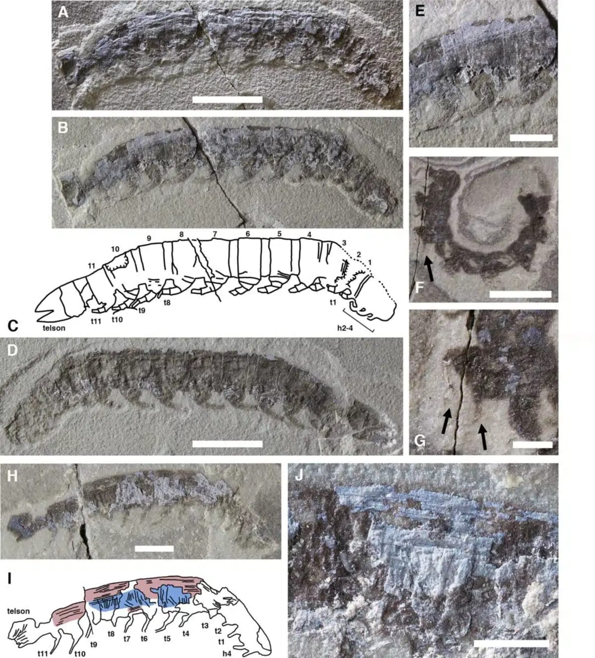 Ancient Ocean Creature Had Land Legs 437 Million Years Ago - Image 4