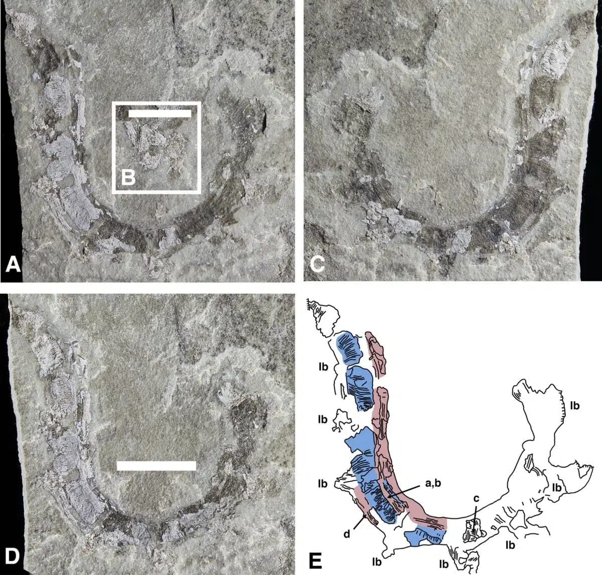 Ancient Ocean Creature Had Land Legs 437 Million Years Ago - Image 3