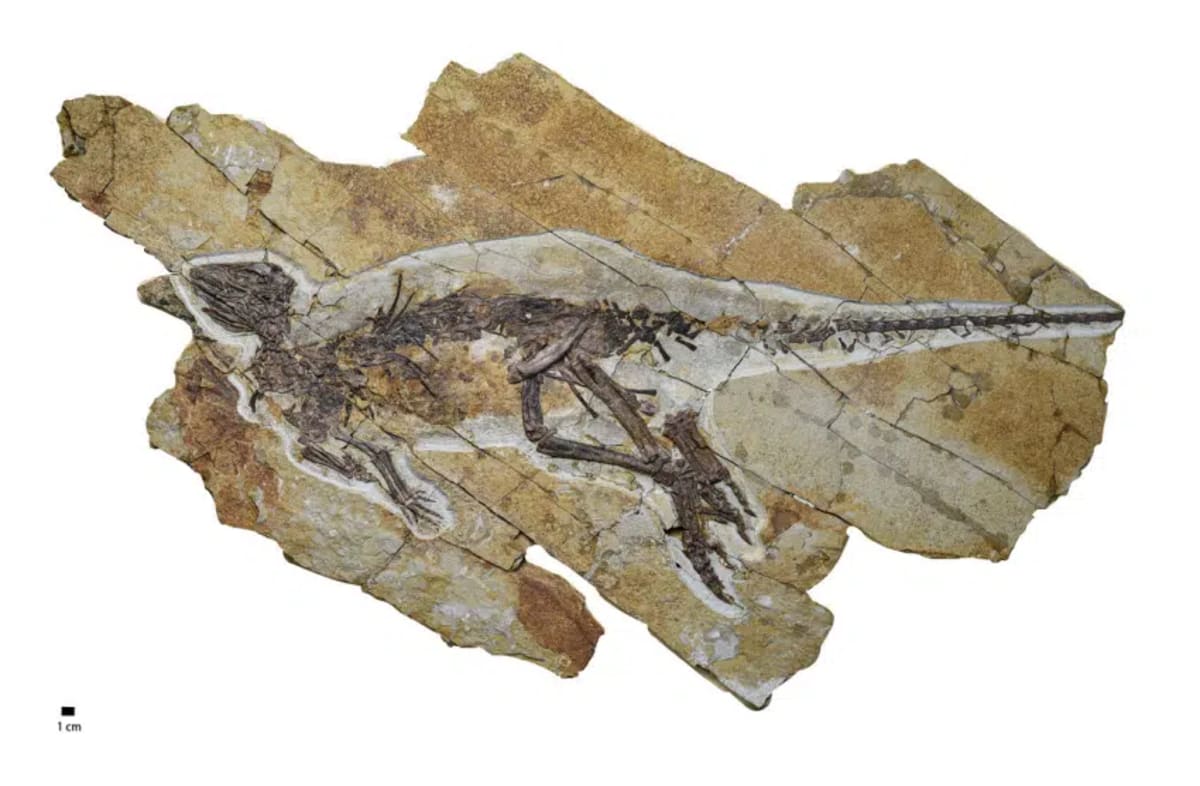 Dinosaurs Chirped Like Birds, Chinese Fossil Reveals - Image 3