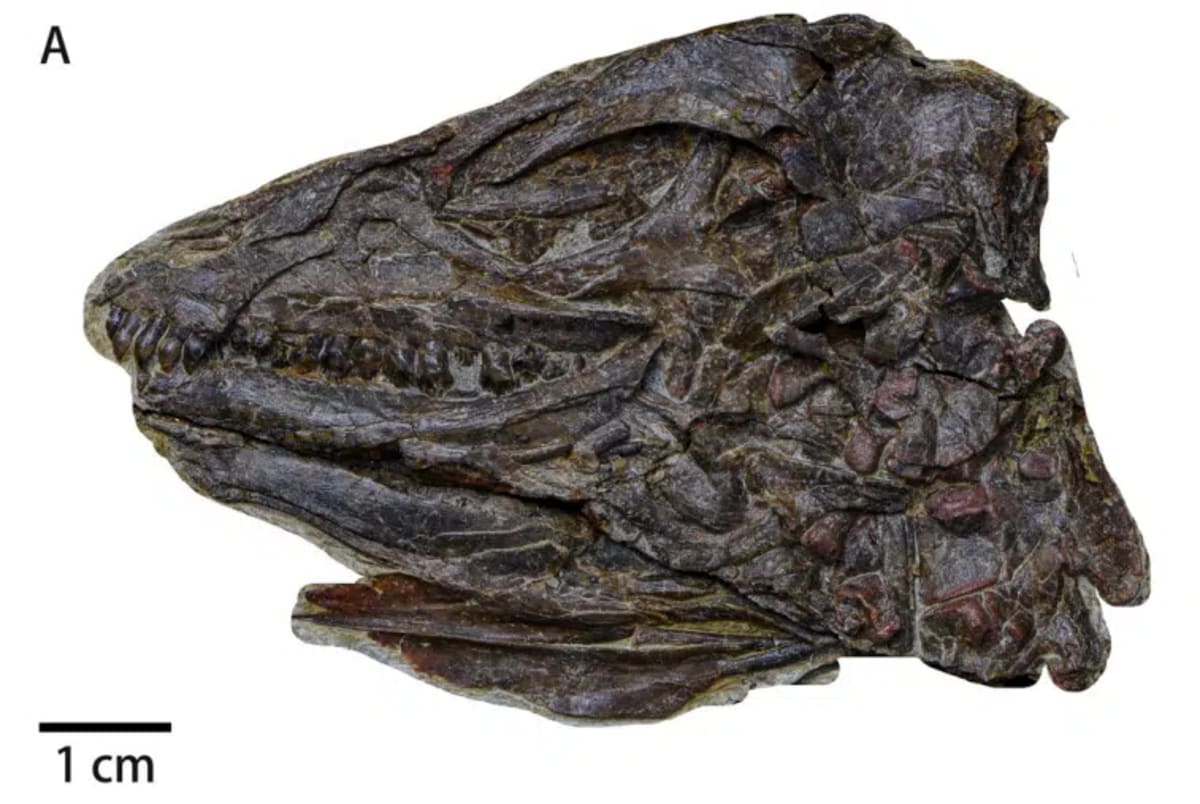 Dinosaurs Chirped Like Birds, Chinese Fossil Reveals - Image 4