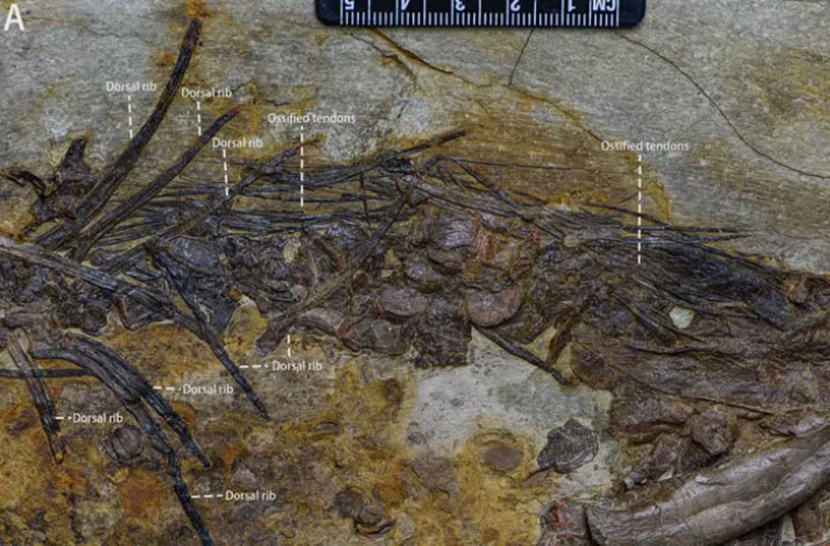 Dinosaurs Chirped Like Birds, Chinese Fossil Reveals - Image 5