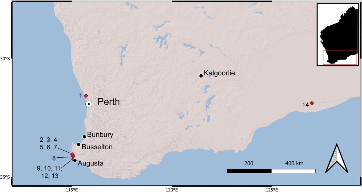 Scientists Find Lost Koala Species in Australian Caves - Image 3