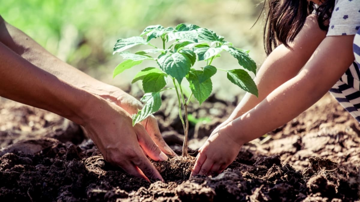 Students and environmental workers planting indigenous tree saplings at College of African Wildlife Management in Tanzania