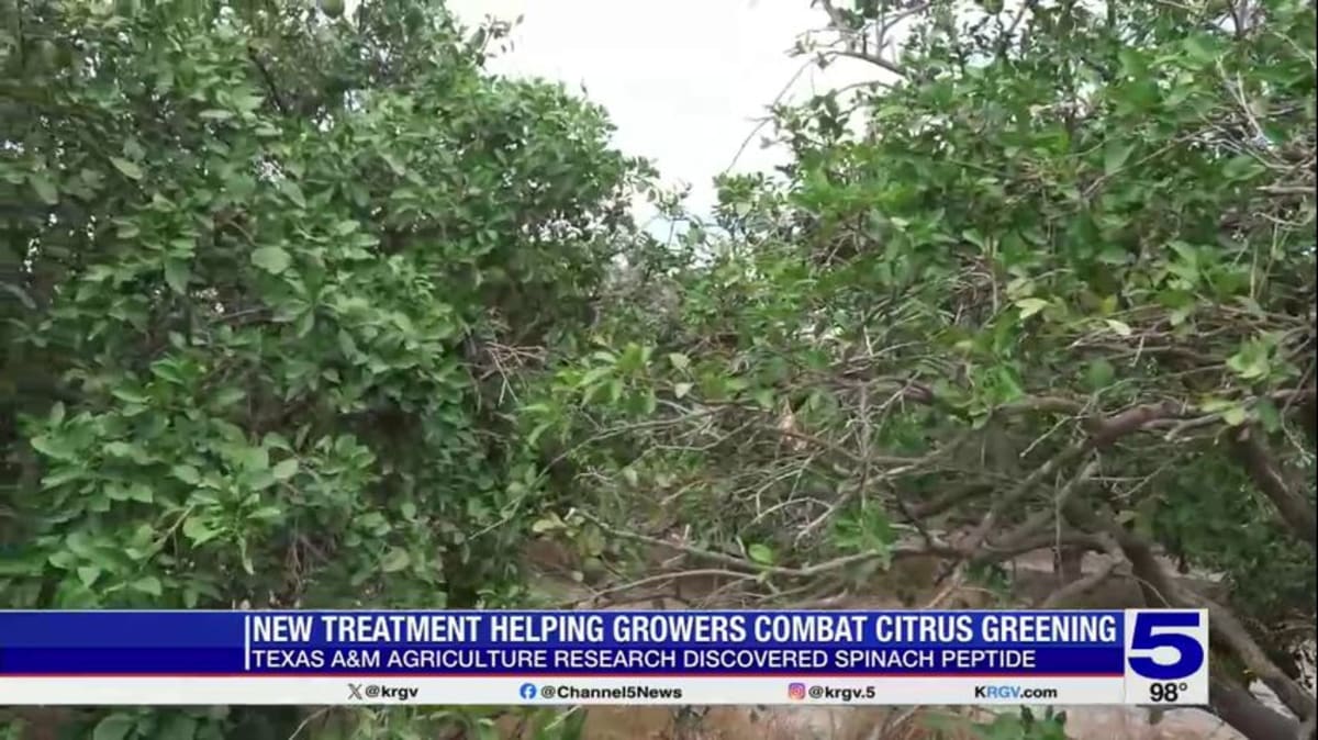 Texas A&M Finds Citrus Cure Using Spinach After 15 Years