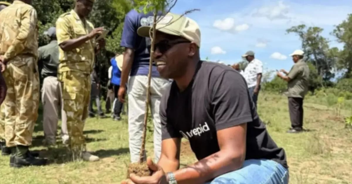 ** Travelers planting native tree saplings in Kenya's Mau Forest restoration project with green landscape