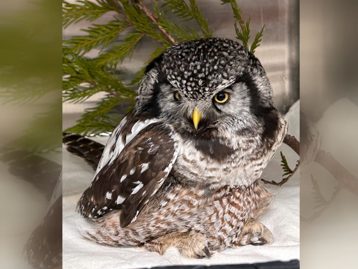 Small Northern Hawk Owl with bandaged wing receiving treatment at Wildlife Haven Rehabilitation Centre