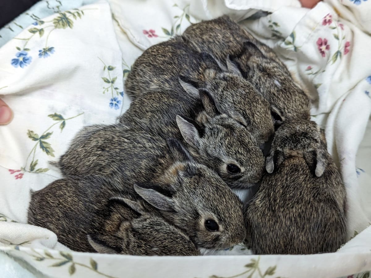 Six small baby rabbits huddled together in care facility before release into wild