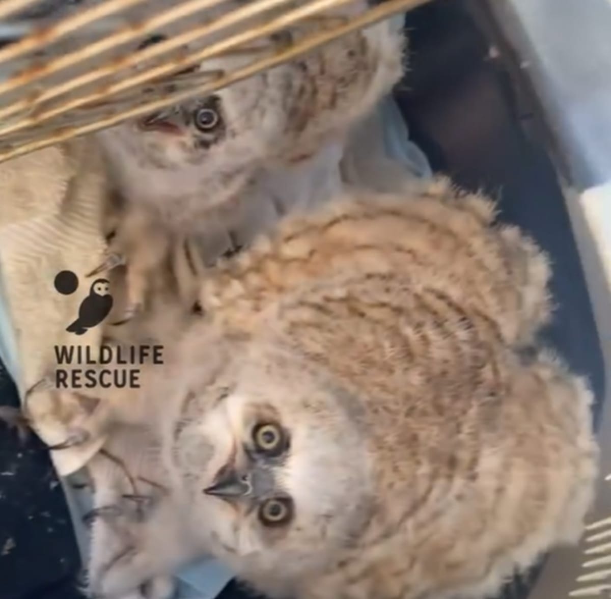 Three Orphaned Owlets Saved After Parents' Tragic Death