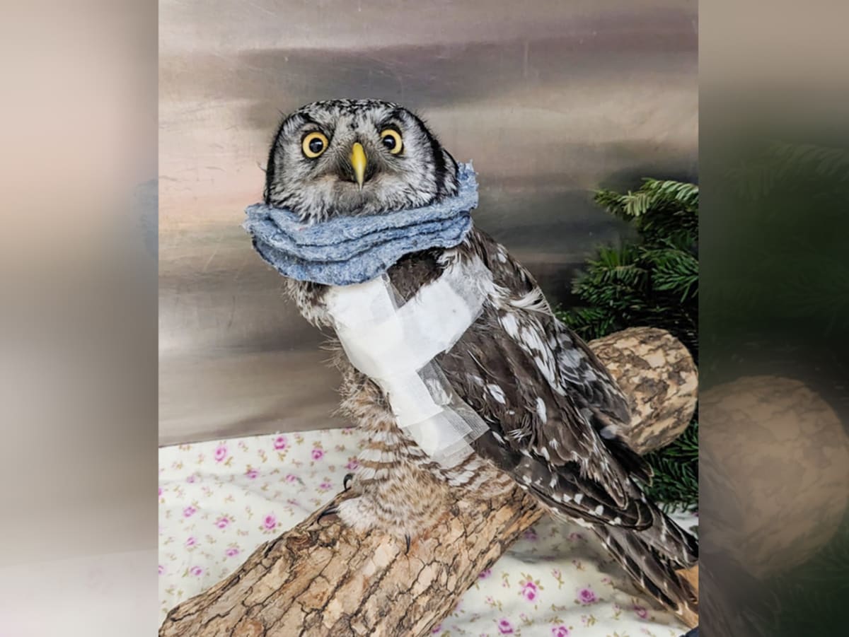 Rare Owl Flies Free After Surviving Severe Wing Fracture