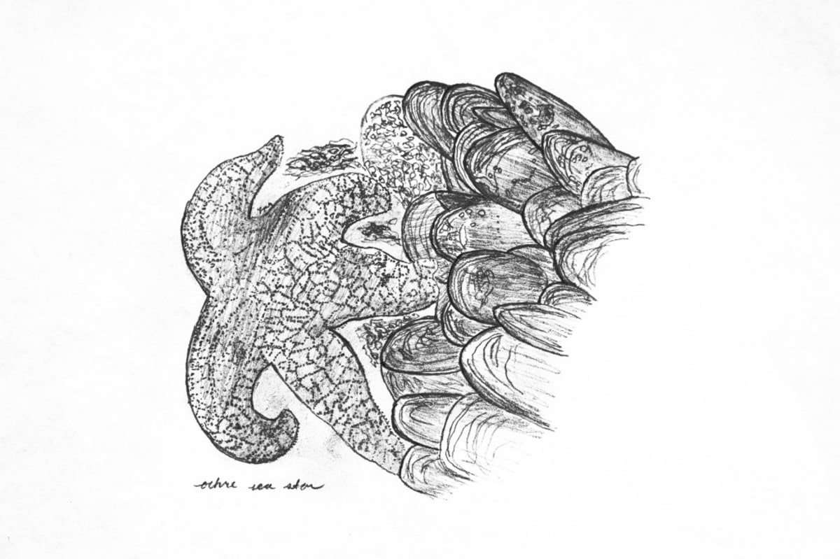 ** Colorful sunflower sea star stretching across rocky Pacific Coast tide pool surface