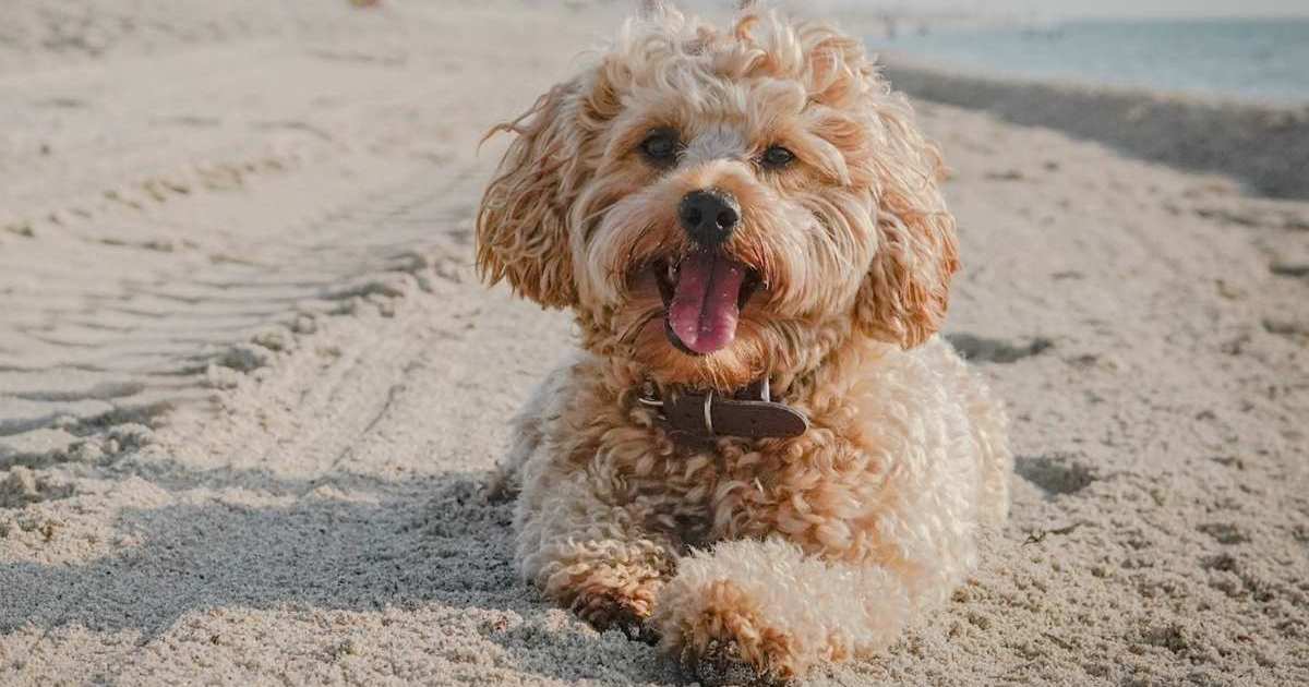 Sheriff's deputy on helicopter skid reaching down to rescue Goldendoodle from icy river waters