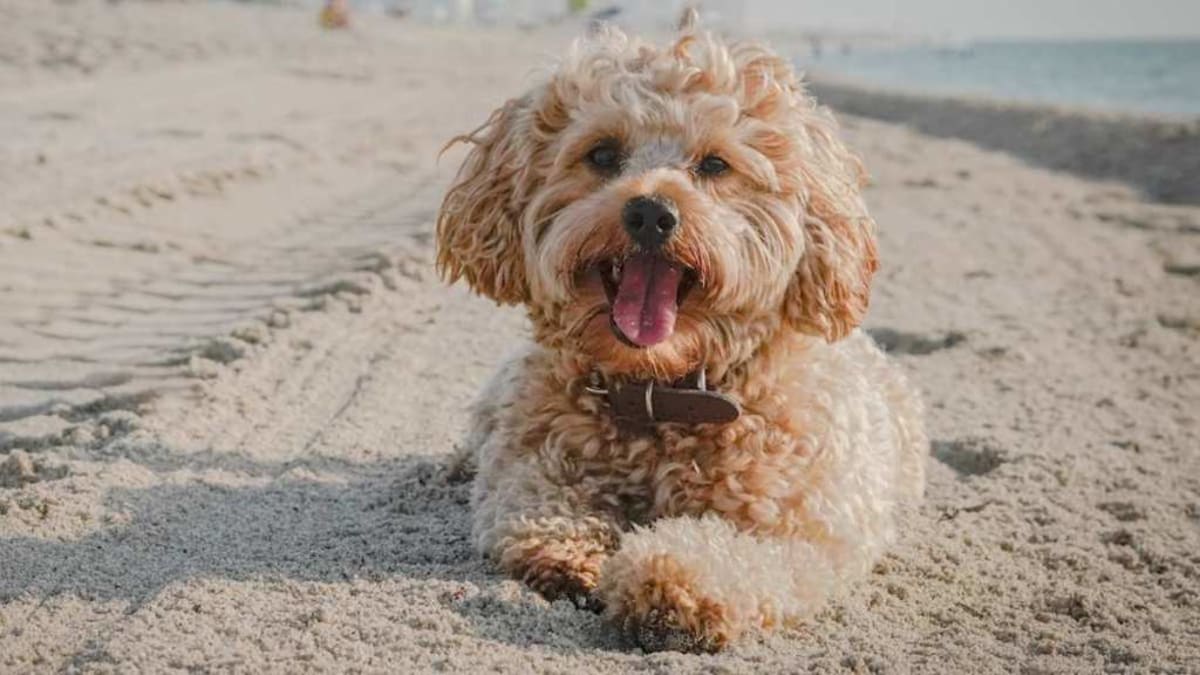 Helicopter Crew Saves Dog From Icy New York River - Image 2