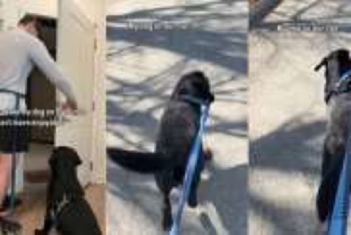 Helicopter Crew Saves Dog From Icy New York River - Image 4