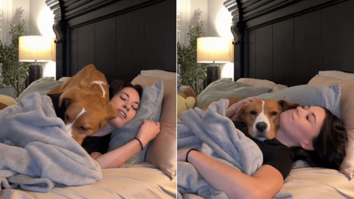 Rescue Dog Cuddles Foster Mom Every Night She Lies Down - Image 2