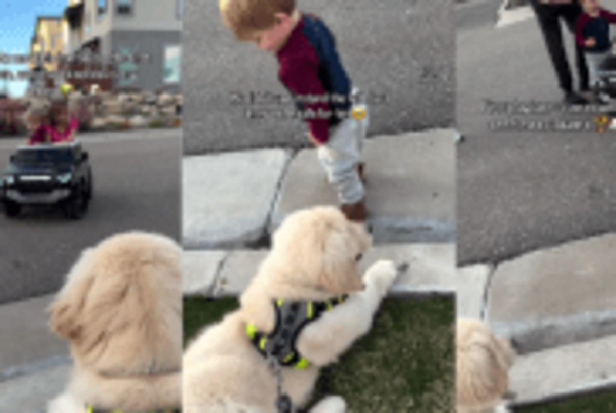 Couple Waits 2 Hours to Rescue Dog Stranded 5 Days - Image 5