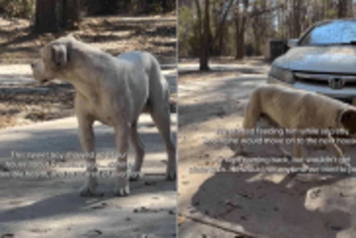 Man Chases Street Dog Through Desert for Hours, Saves Him - Image 3