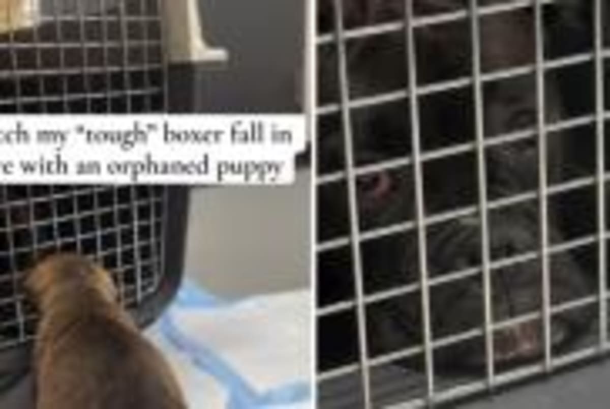 Couple Waits 2 Hours to Rescue Dog Stranded 5 Days - Image 3