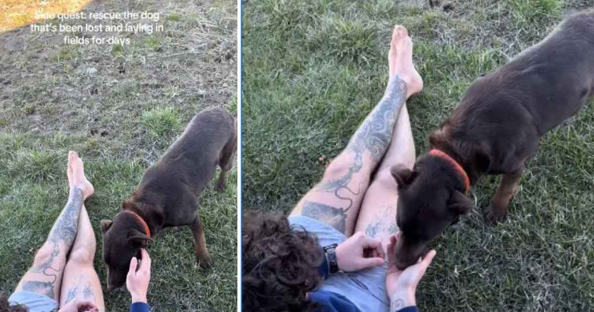 Scared rescue dog approaches couple's car after hours of patient waiting in open field