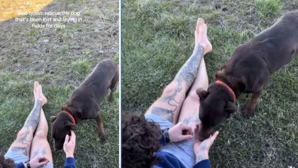 Couple Waits 2 Hours to Rescue Dog Stranded 5 Days - Image 2