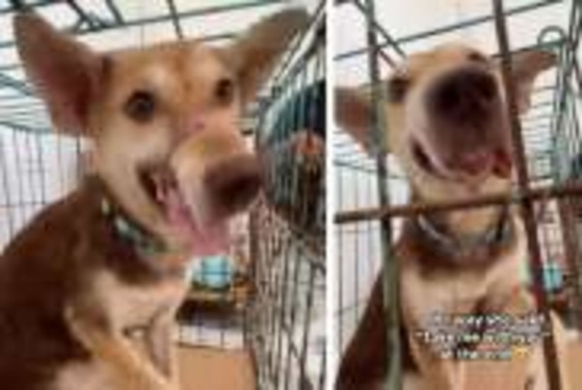 Vet Saves Jack Russell From Euthanasia, Adopts Him Instead - Image 4