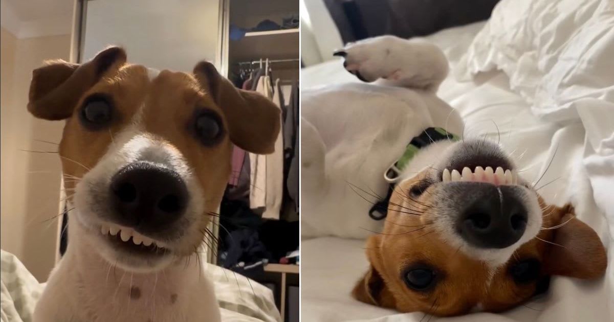 Vet Saves Jack Russell From Euthanasia, Adopts Him Instead