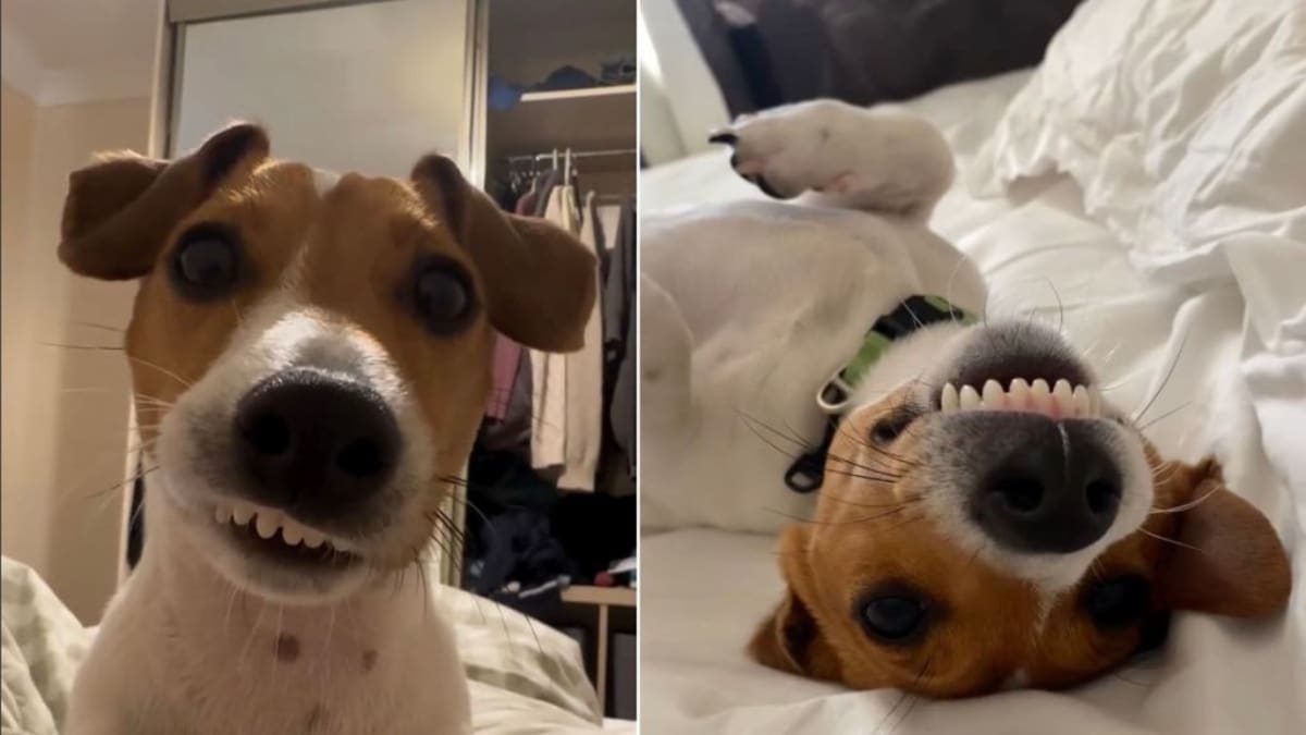 Vet Saves Jack Russell From Euthanasia, Adopts Him Instead - Image 2