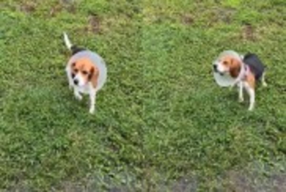 Couple Waits 2 Hours to Rescue Dog Stranded 5 Days - Image 4
