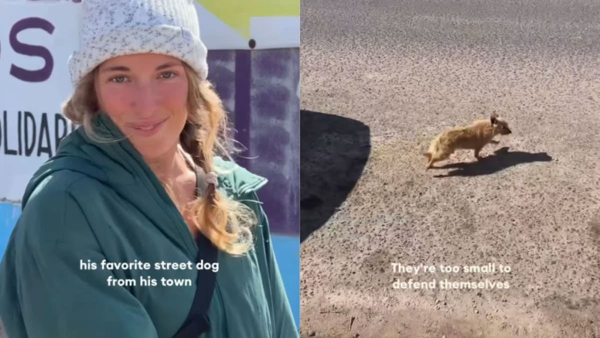 Man Chases Street Dog Through Desert for Hours, Saves Him - Image 2