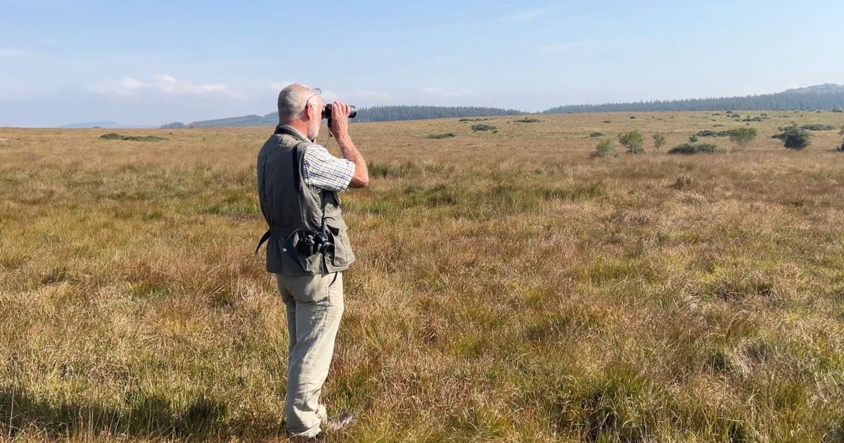 Curlew with long curved bill standing in moorland grassland on Dartmoor