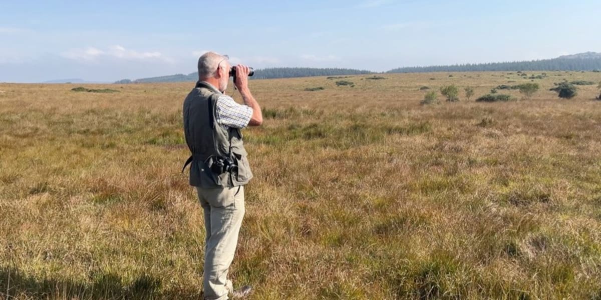 Dartmoor Brings Endangered Curlews Back From the Brink - Image 2