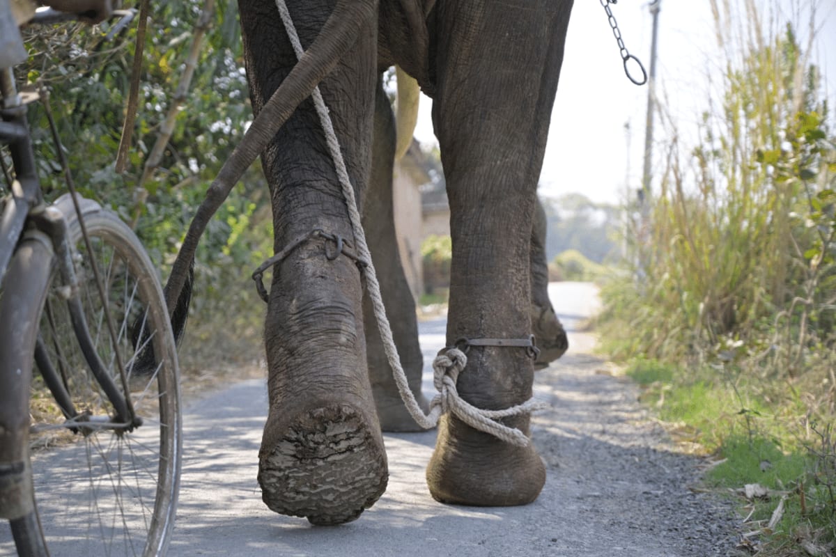 India Rescues Elephant Veer With New Ambulance Tech